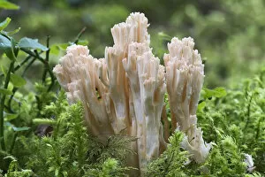 Images Dated 29th August 2014: Ramaria fungus species, -Ramaria mairei syn Ramaria pallida-, Tyrol, Austria