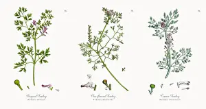Fumitory Prints: Rampant Fumitory, Fumaria muralis, Victorian Botanical Illustration, 1863