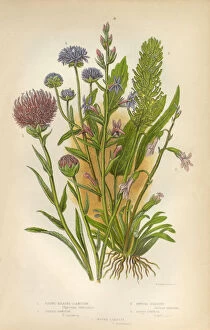 Images Dated 9th March 2016: Rampion, Wildflower, Scabious, Honeysuckle, Victorian Botanical Illustration