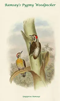 Feathers Prints: Ramsay's Pygmy Woodpecker