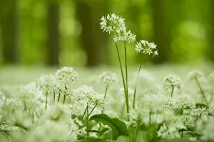 Images Dated 25th May 2013: Ramsons -Allium ursinum- flowering, Hainich National Park, Thuringia, Germany