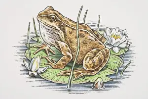 Reed Grass Family Prints: Rana temporaria, European Common Frog perched on water lilly leaf, side view