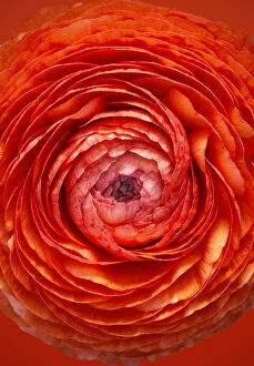 Images Dated 11th March 2010: Ranunculus