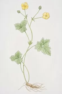 Ranunculus, Buttercup or Crowfoot stalk