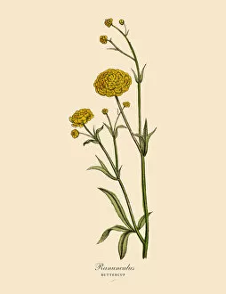 Spice Gallery: Ranunculus or Buttercup Plants, Victorian Botanical Illustration