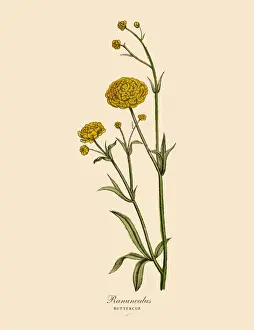 Ranunculus or Buttercup Plants, Victorian Botanical Illustration