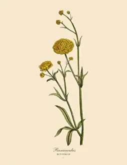 Buttercup Prints: Ranunculus or Buttercup Plants, Victorian Botanical Illustration