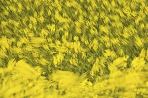 Blurrings Prints: Rape (Brassica napus), field in the wind