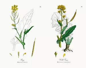 Images Dated 15th November 2017: Rape, Brassica Napus, Victorian Botanical Illustration, 186