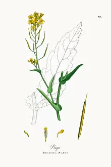 Images Dated 26th September 2017: Rape, Brassica Napus, Victorian Botanical Illustration, 1863