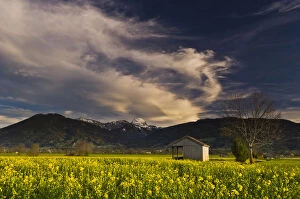 Images Dated 26th April 2012: Rape field with a cloudy sky, Mangfalltal, Upper Bavaria, Bavaria, Germany