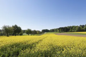 Rape field, Heiligenstadt, Little Switzerland, Upper Franconia, Franconia, Bavaria Rape field, Heiligenstadt, Little Switzerland, Upper Franconia, Franconia, Bavaria