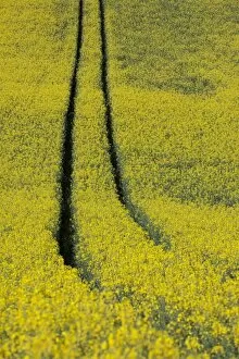 Rape field in the spring with track lane, near Dettingen, Baden-Wuerttemberg, Germany, Europe