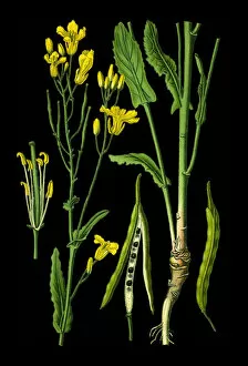 Medicinal and Herbal Plant Illustrations Collection: Rapeseed