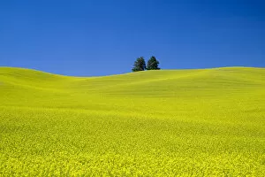 Images Dated 8th June 2015: Rapeseed (Brassica napus) field with blue sky, Palouse farm, Washington State, USA