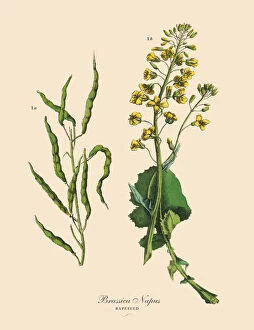 Images Dated 1st February 2019: Rapeseed, Root Crops and Vegetables, Victorian Botanical Illustration