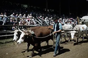 Lacgroupscandmitriupload1 Prints: RAPID CITY RODEO