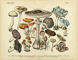 Edible Mushrooms, Victorian Botanical Illustration Collection: Rare, Beautifully Illustrated Antique Engraved Victorian Botanical