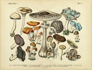 Rare, Beautifully Illustrated Antique Engraved Victorian Botanical