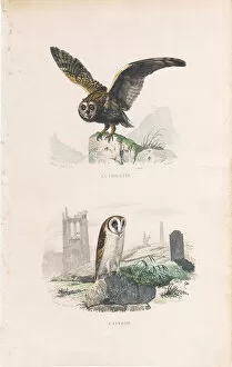 Very Rare engraving with owls, Buffon, 1838