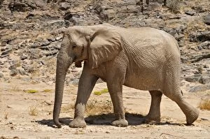 Images Dated 30th September 2014: Rare Namibian Desert Elephant -Loxodonta africana-, Hoanib River, Namib desert, Kaokoland