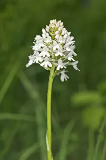 Rare white-flowering colour variation of Pyramidal Orchid -pyramidalis-, Kaiserstuhl, Baden-Wurttemberg, Germany