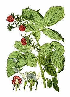 Medicinal and Herbal Plant Illustrations Collection: raspberries