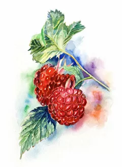 Images Dated 9th November 2018: two raspberries on color background. watercolor painting