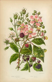 The Flowering Plants and Ferns of Great Britain Collection: Raspberry Dewberry and Bramble, Victorian Botanical Illustration