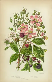 Raspberry Dewberry and Bramble, Victorian Botanical Illustration