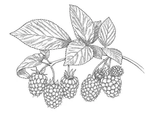 Prints of Dorling Kindersley Prints Unlock the world's wonders with Dorling Kindersley's captivating illustrations – where knowledge meets artistry in every stroke: Raspberry Plant