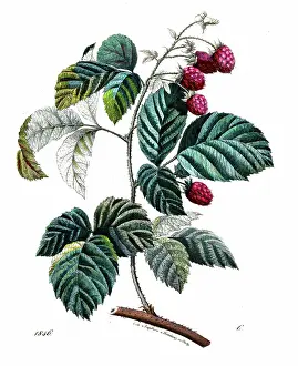 Botanical Illustration Prints: Raspberry - Very rare plate from Book of the World 1846