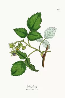 Images Dated 23rd October 2017: Raspberry, Rubus Idaeus, Victorian Botanical Illustration, 1863
