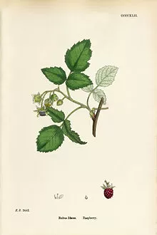 Images Dated 21st September 2017: Raspberry, Rubus Idaeus, Victorian Botanical Illustration, 1863
