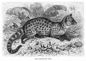 Rasse civet engraving 1894