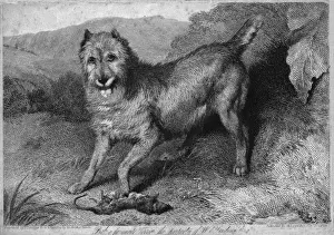 Victorious Prints: Rat Catcher