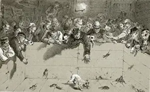 Rat-Catching