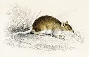 Images Dated 27th May 2015: Rat engraving 1855