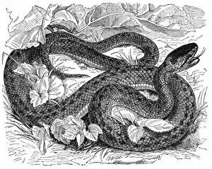 Snake Gallery: Rat snake (coronella laevis)