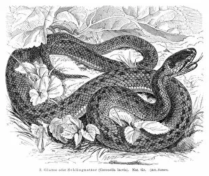 Images Dated 4th July 2015: Rat snake engraving 1896