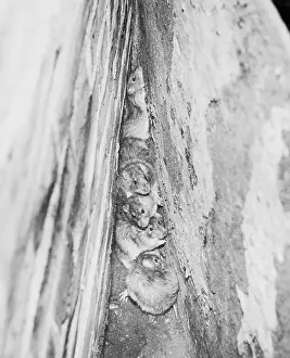 Hiding Prints: Rats Huddled in a Wall's Corner