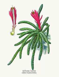 Single Flower Collection: Rats tail Cereus cactus