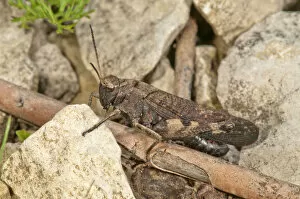 Images Dated 8th August 2014: Rattle grasshopper -Psophus stridulus-, male, Baden-Wurttemberg, Germany