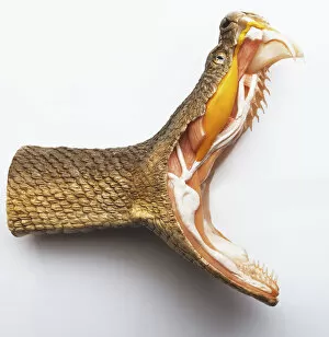 Snake Gallery: Rattlesnake, mouth wide open, showing fangs and interior of mouth and neck, cross-section