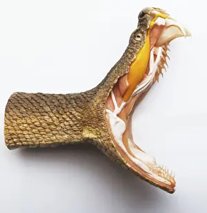 Danger Prints: Rattlesnake, mouth wide open, showing fangs and interior of mouth and neck, cross-section