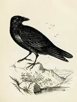 Images Dated 25th April 2017: Raven bird engraving 1851