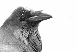 Images Dated 12th June 2016: Raven in black and white