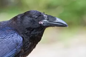 Images Dated 11th August 2014: Raven closeup