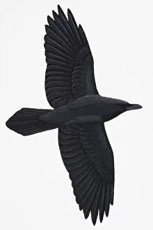 Birds Gallery: Raven (Corvus corax), adult
