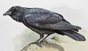Images Dated 29th June 2007: Raven (Corvus corax), perching on a rock, side view